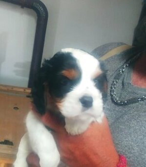 Cavalier