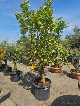 Citrusy palmy olivovniky bananovniky juky agave - 1