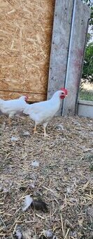 Leghorn