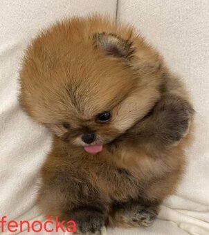 Pomeranian mini