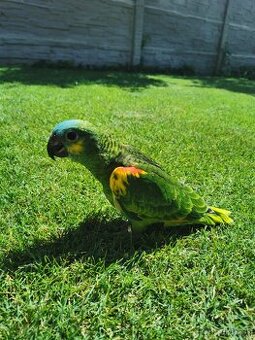 Samička Amazonan modročely