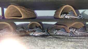 🦓Hypancistrus zebra L046🦓