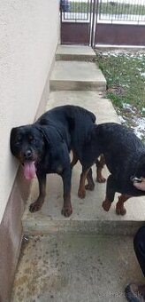 Krytie rotwajler rtw