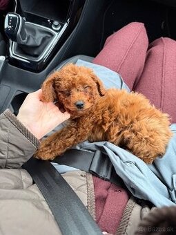 Predám 11-týždňového psíka-trpasličí pudel, červená farba