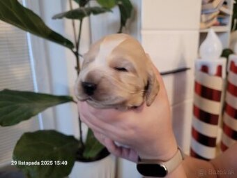 Anglický kokeršpaniel s rodokmeňom