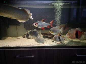 Myleus Schomburgkii , silver dolar , tetra rastlinožravá