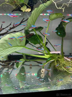 Neonka červená - Paracheirodon axelrodi