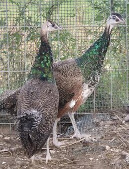 Predám minuloročných pávov smaragdových