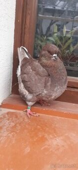 Americký King 2025 Samec.