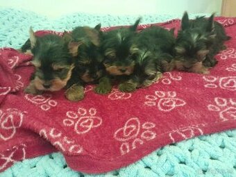 Yorkshire teriér Yorkshir