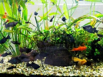 Black molly, čierna molynézia