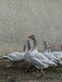 Predám alebo vymením