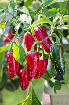 Chilli, štipľavá paprika, baranie rohy - semená