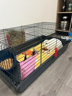 Čistokrvný MiniLop