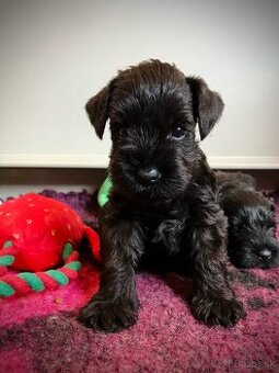 Bradáč malý - šteniatka s PP