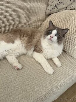 Ragdoll
