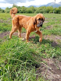 Kangal