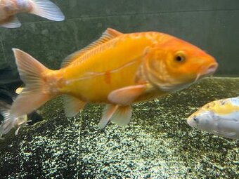 KOI kapor