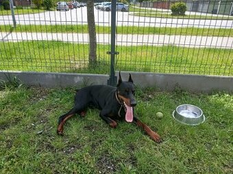 Doberman