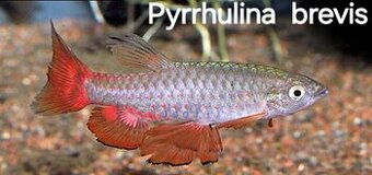 Tetry- Pyrrhulina brevis
