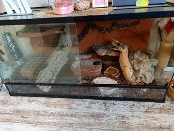 Terarium s gekoncikom nočným