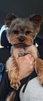 Yorkshire Terrier mini