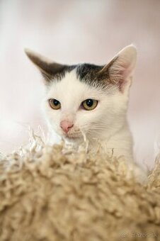 ❤ Balou - hravý a zvedavý malý elegán