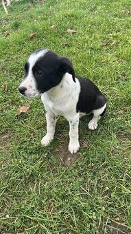 Darujem šteniatko za veterinarny poplatok