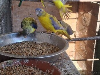 Neoféma tyrkysová žltobruchý škoricový opalín