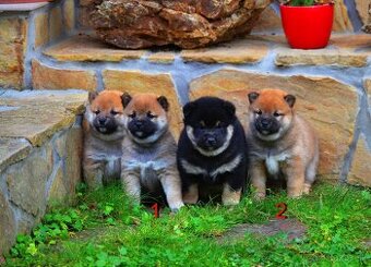 SHIBA INU - nádherne veselé šteniatka
