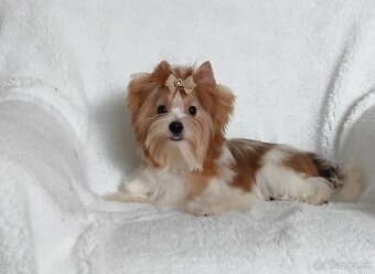 Yorkshire teriér, Biewer, Biro, Yorkshire teriér s PP