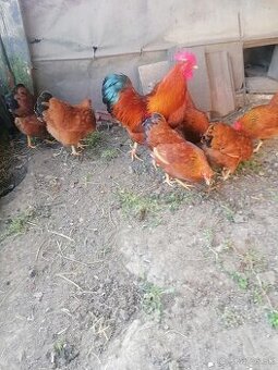 Nasadove vajcia zdrobnelá Hempširka, Hempšir,