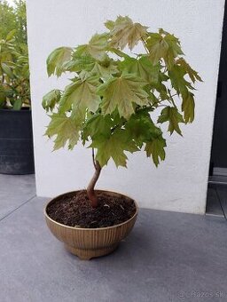 Javor bonsai