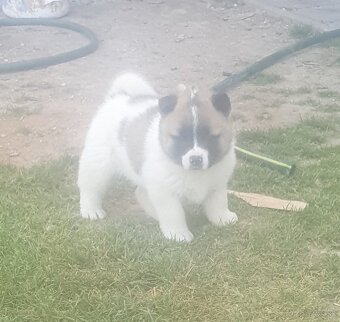 Americka akita