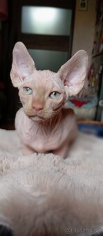 Sphynx mačiatko kocúr