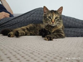 Mainska myvalia mačka, 1r