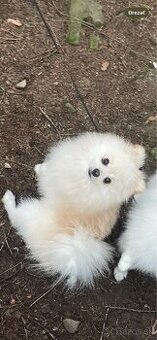 Predám Pomeranian - 1