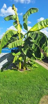 Predam bananovniky - Musa Basjoo a Musa Dajiao