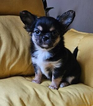 Čivava šteniatka s PP/rodokmeň/