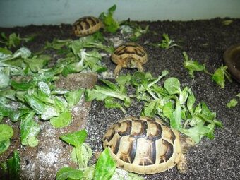 korytnačka žltočierna