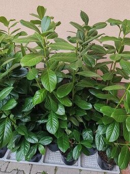 Vavrínovec lekarsky