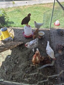 Kohuty