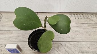 Hoya kerrii - srdiečkovy "kaktus", voskovka, sukulent