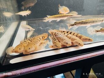 Polypterus Delhezi 20cm/6ks