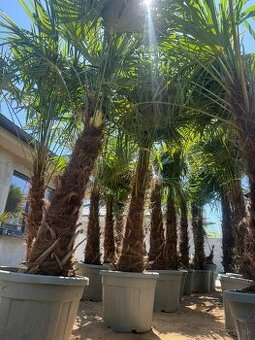 🌴Predám palmy Trachycarpus Fortune