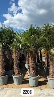 🌴Predám palmy Trachycarpus Fortune