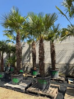 🌴 Palmy, 🫒olivovníky, cykasy, yucca  iné exotické rastliny