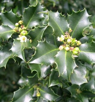 Ilex blue prince