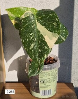 Monstera thai constelation