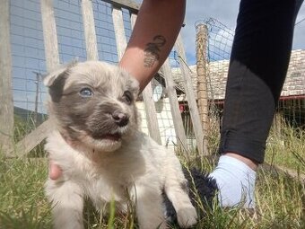 Border kólia blue merle